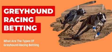 greyhound racing betting system